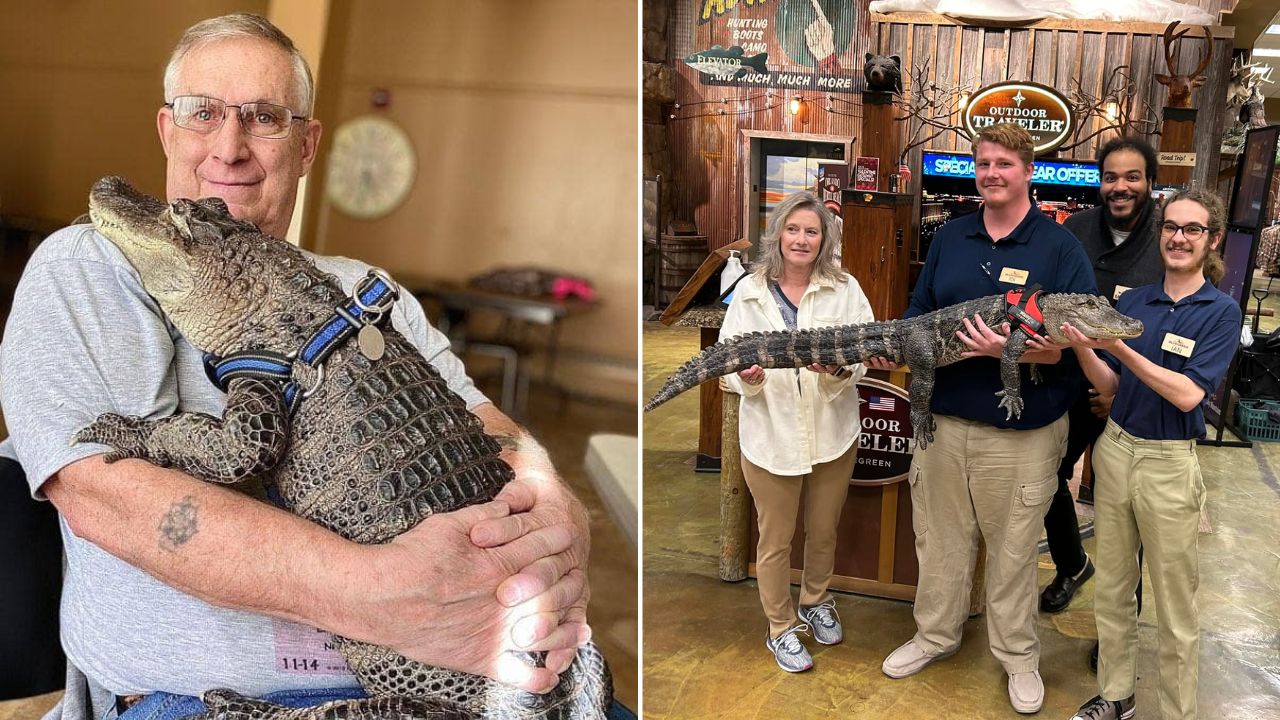 Wally the emotional support alligator was kidnapped and is now missing