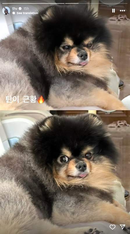 BTS V Instagram story of his Pomeranian Yeontan