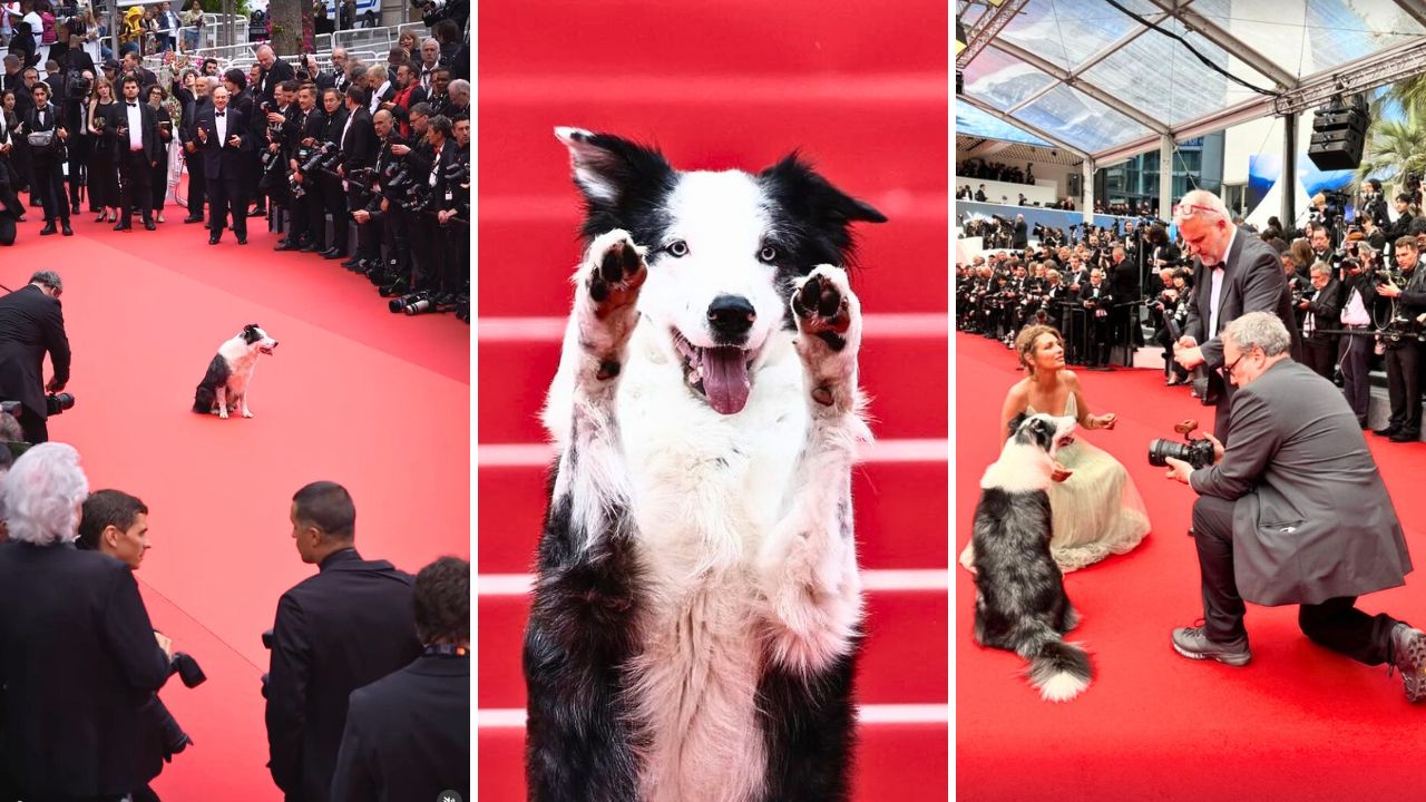 Canine Actor Messi Is the First Celebrity To Hit the Red Carpet at the Cannes Film Festival