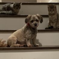 Enrico Colantoni's pet Cats and Dogs
