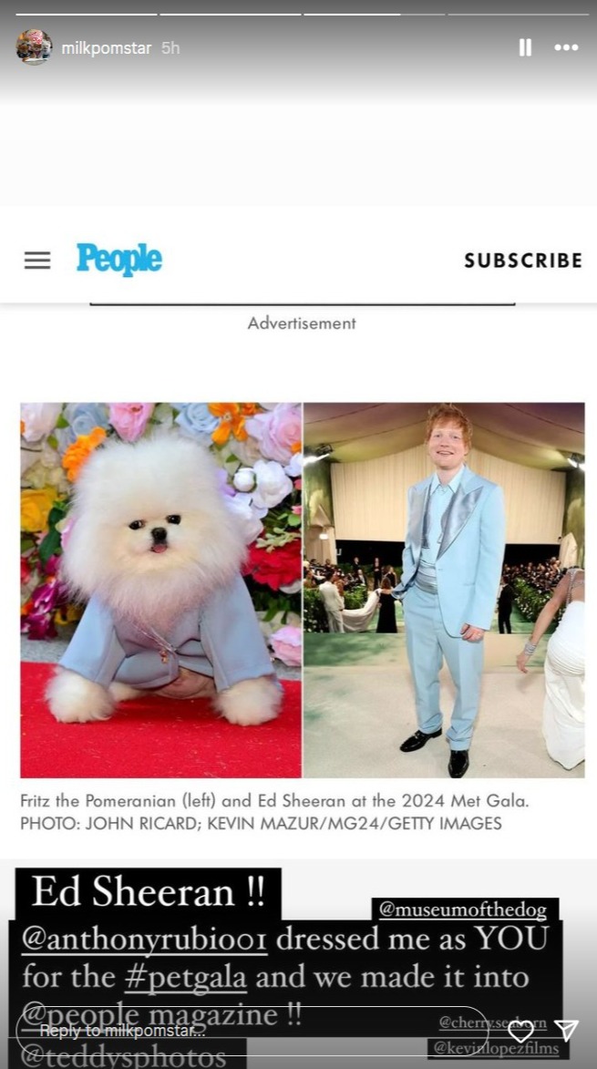 Fritz the Pom as Ed Sheeran at the Pet Gala 2024