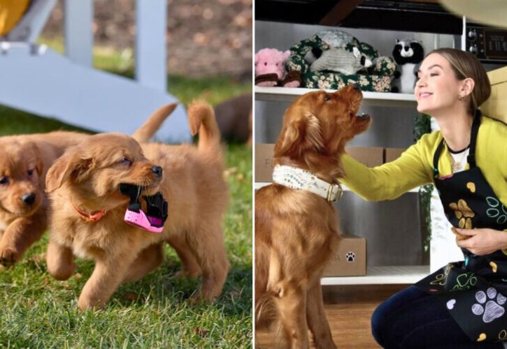 Get a Big Dose of Doggos With the ‘Everything Puppies’ Hallmark Movie