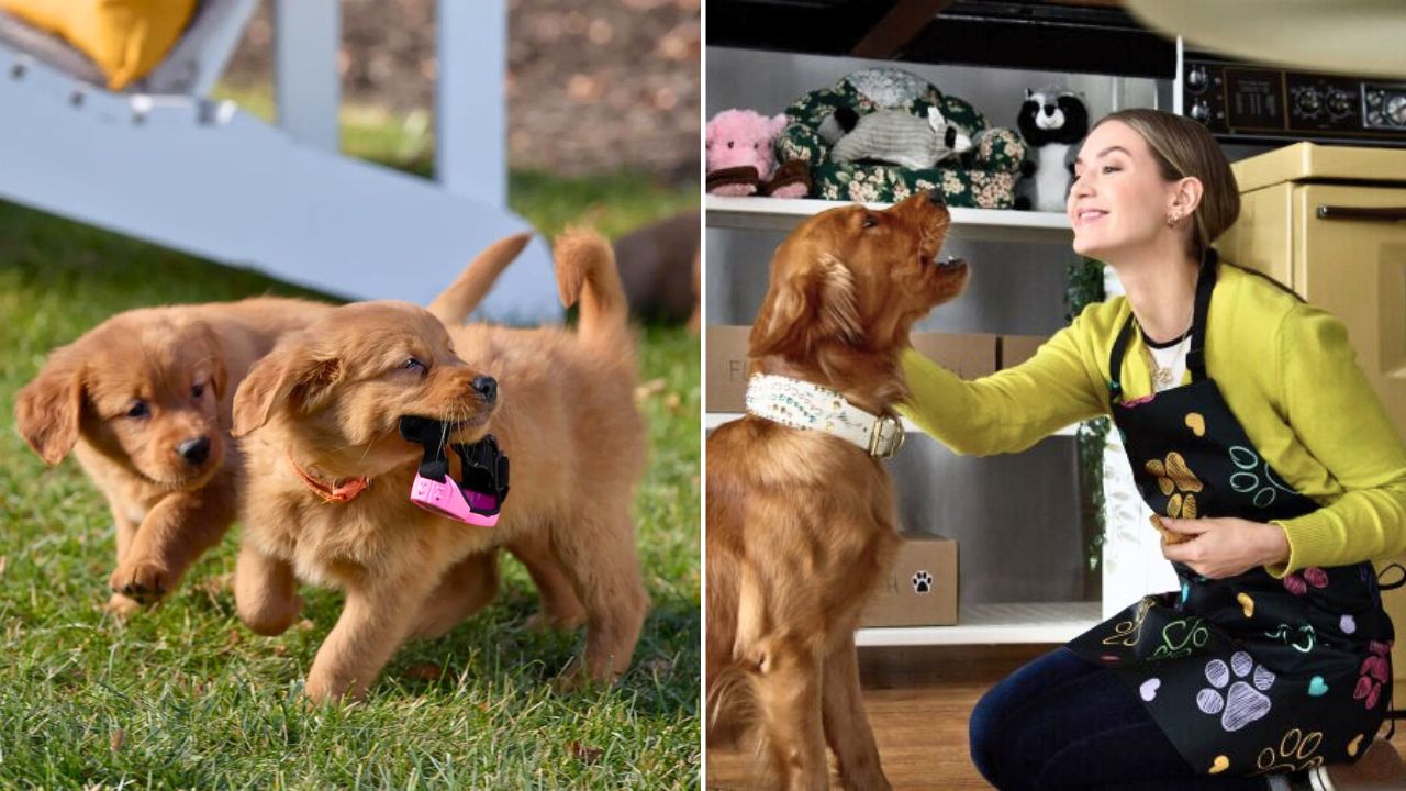 Get a Big Dose of Doggos With the Everything Puppies Hallmark Movie
