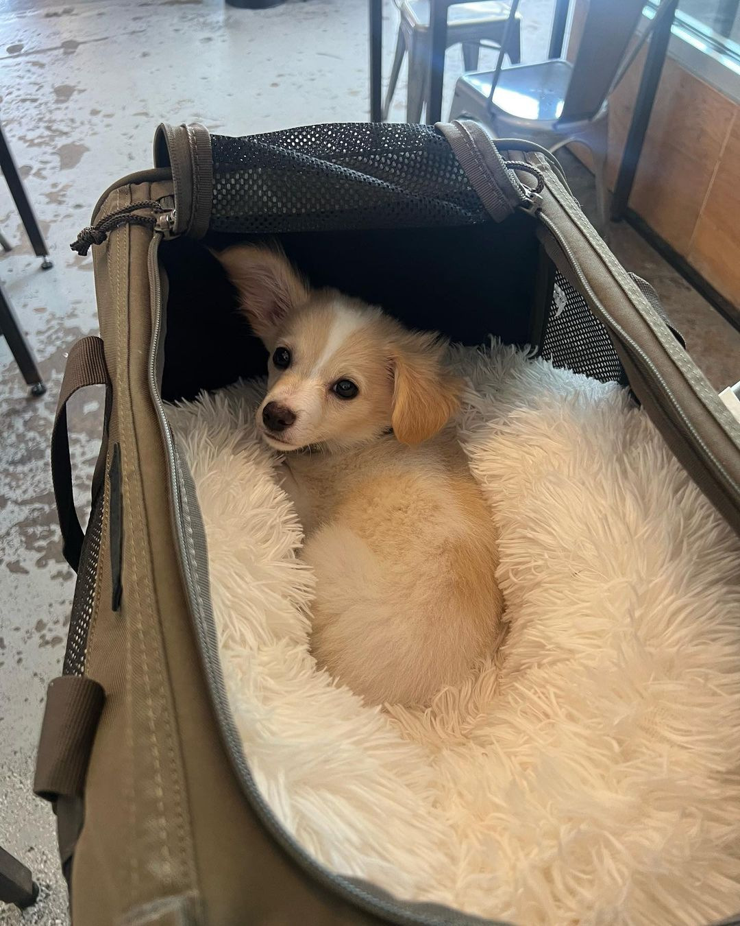 Glen Powell dog Brisket in travel carrier bag