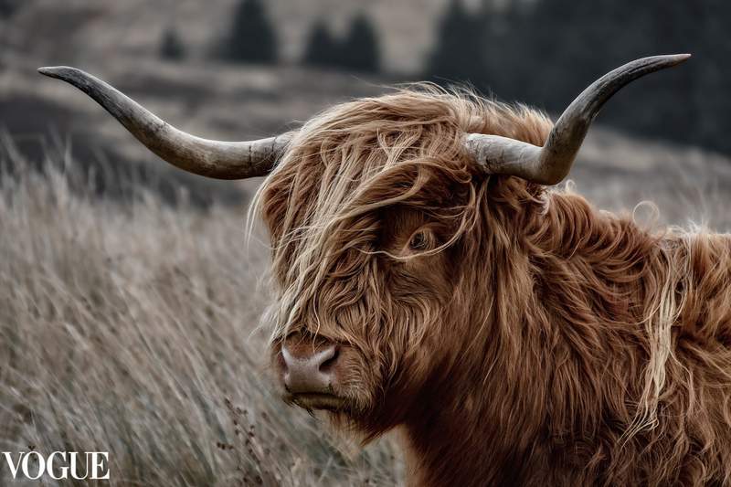 Highland Cow photo by Kate Biggin for Vogue Italia