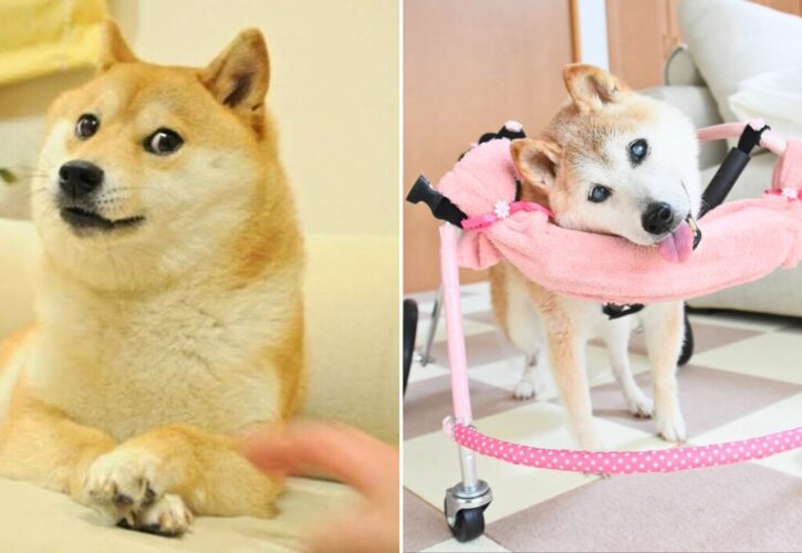 Kabosu, the Shiba Inu From the Iconic “Doge Meme” Has Passed away at 18 Years Old