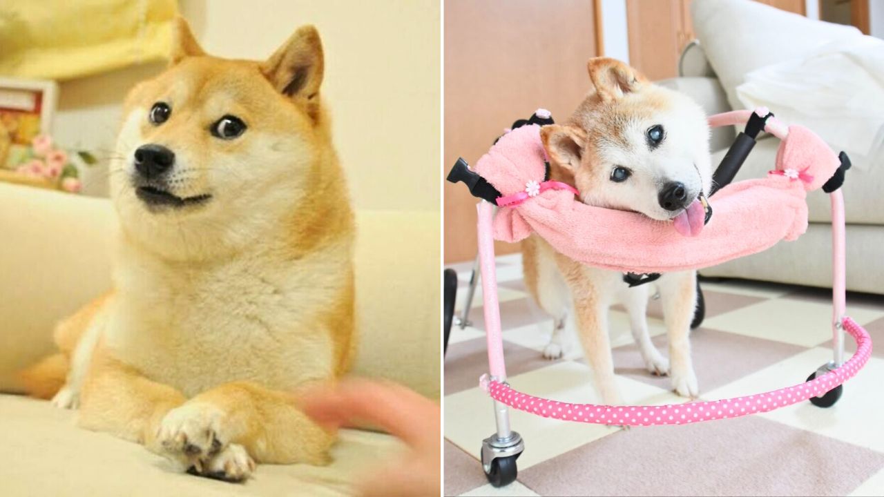 Kabosu, the Shiba Inu From the Iconic “Doge Meme” Has Passed away at 18 ...