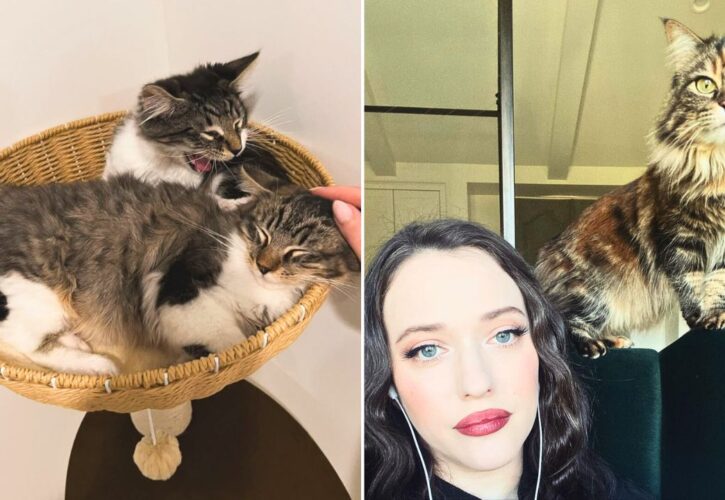 After Her Beloved Rescue Cat Passed Away Suddenly, Kat Dennings Decides To Adopt Two Kittens