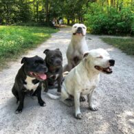 Mathieu Kassovitz's pet Dog Squad