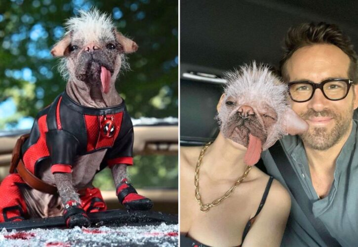 Meet Peggy, aka Dogpool, Ryan Reynold's Canine Costar in ‘Deadpool & Wolverine'