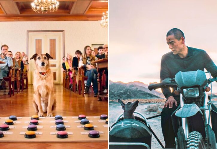Meet the Canine Actors Who Won at the 2024 Palm Dog Awards!