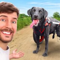 MrBeast's pet 'We Helped Paralyzed Dogs Run Again' Video