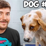 MrBeast's pet 'I Saved 100 Dogs From Dying' Video
