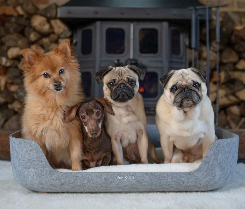 Puggy Smalls with his fur family