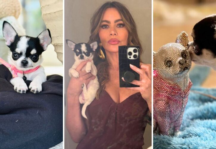 Sofia Vergara Shows off Her New Chihuahua Puppy Named Amore