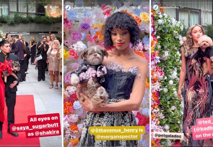 The Pet Gala: Dogs Modeling Recreations of Celebrity Outfits From the 2024 Met Gala