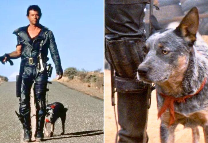 The Story of ‘Dog,’ the Rescued Blue Heeler in ‘Mad Max 2'