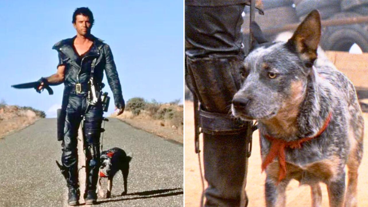 The Story of Dog the Rescued Blue Heeler in Mad Max 2