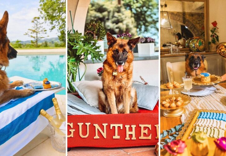 The World’s Richest Dog, Gunther VI, Will Be Cloned To Preserve His Canine Dynasty
