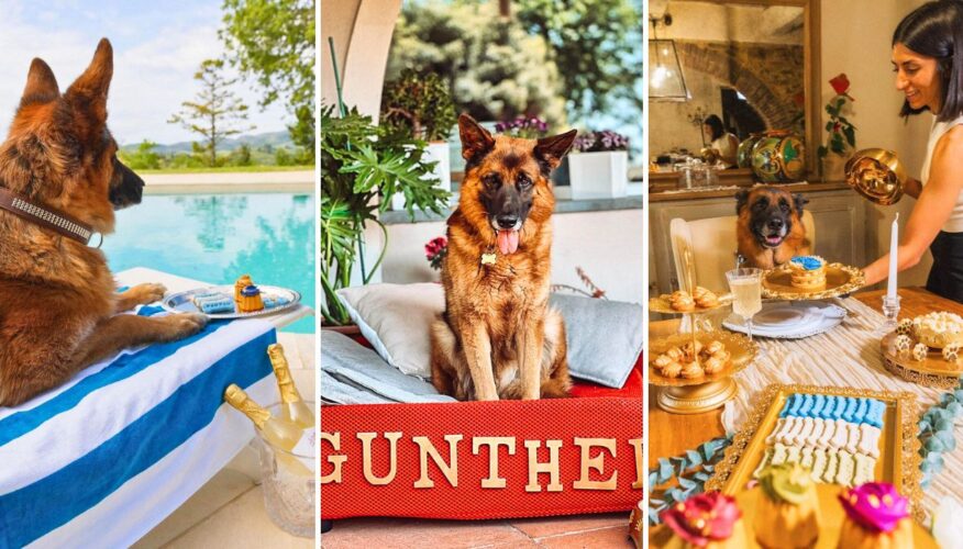 The World’s Richest Dog, Gunther VI, Will Be Cloned To Preserve His Canine Dynasty