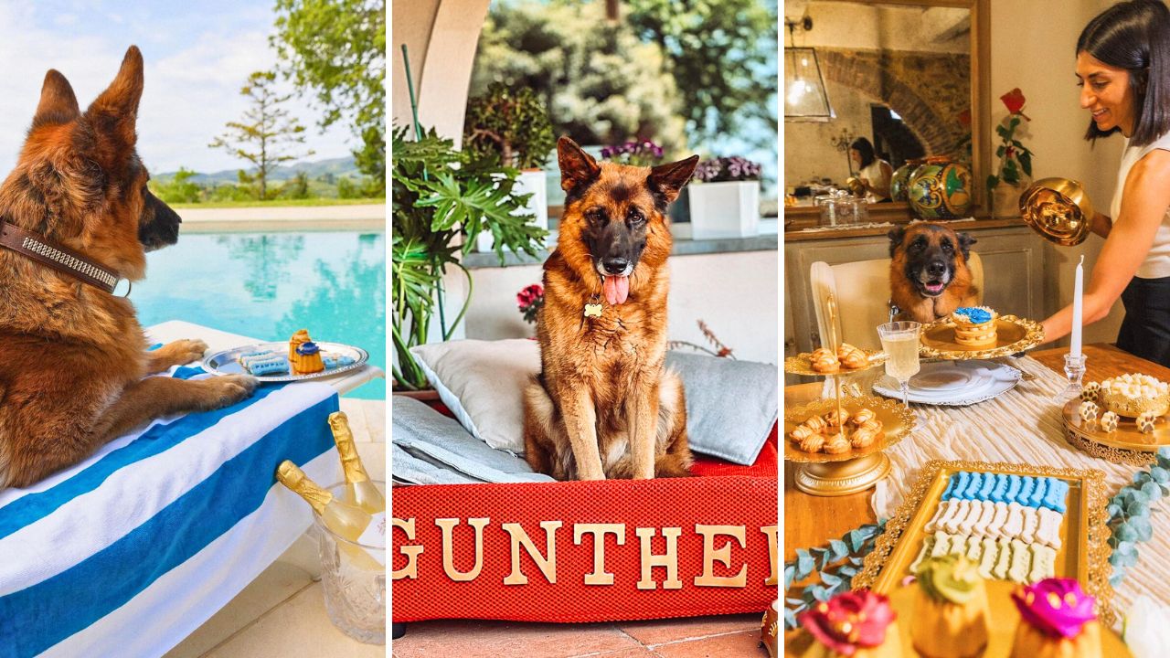 The World’s Richest Dog Gunther VI Will Be Cloned To Preserve His Dynasty