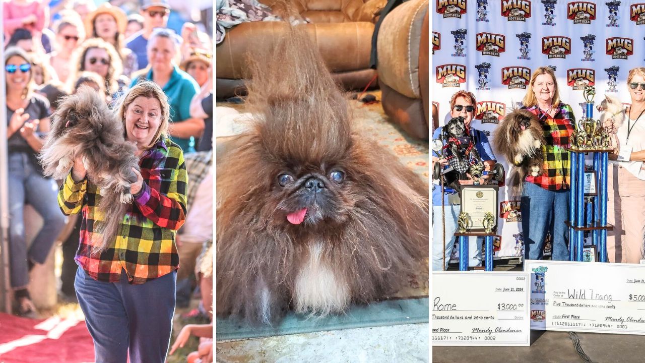 After 5 Attempts Wild Thang Finally Wins the World’s Ugliest Dog Contest