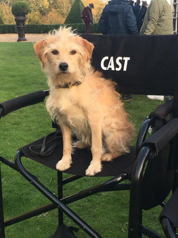 Bobby stray dog turned actor