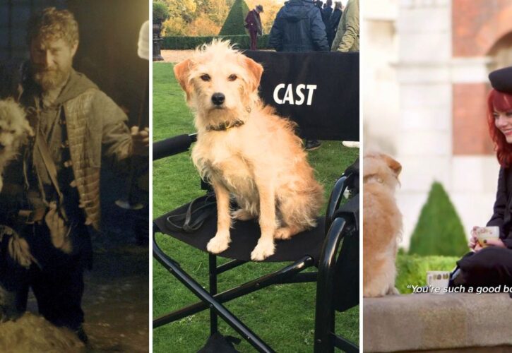 Bobby the Dog in 'House of the Dragon' Is a Disney Star and Former Stray