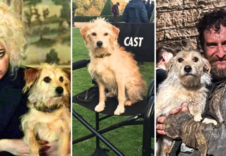 Bobby the Dog in 'House of the Dragon' Is a Disney Star and Former Stray