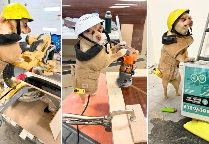 Chichi Charlie - The Daily Life of a Chihuahua Construction Worker