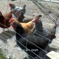 Chris Pratt's pet Chickens