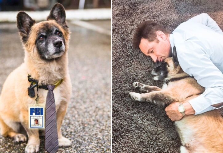 David Duchovny Posts a Heartbreaking Poem About His Dog Who Just Passed Away