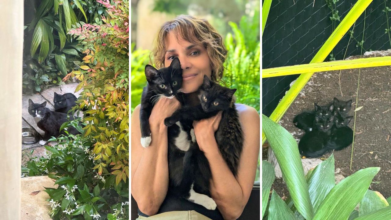Halle Berry Adopts Stray Cat Family She Found in Her Backyard