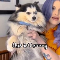 Kelly Osbourne's pet Lemmy
