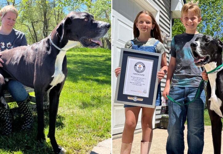 Kevin, the World’s Tallest Dog, Tragically Dies Just Days After Setting the Record
