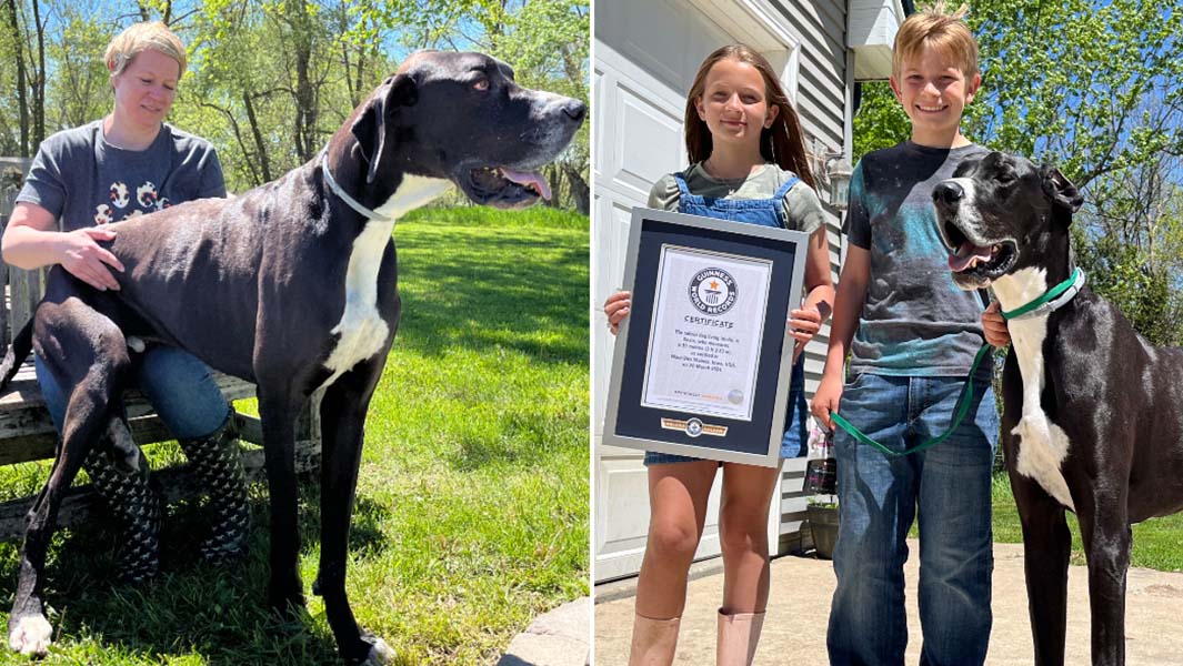Kevin the World’s Tallest Dog Tragically Dies Just Days After Setting the Record