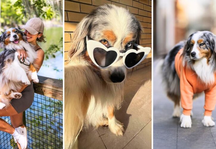Meet Aussie Sedona: Canine Model, Adventurer, and Influencer