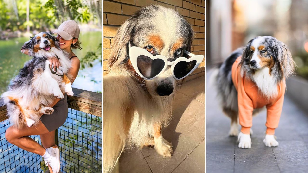 Meet Aussie Sedona Canine Model and Travel Influencer