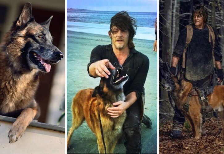 Norman Reedus Mourns Loss of His Canine Costar From ‘The Walking Dead’