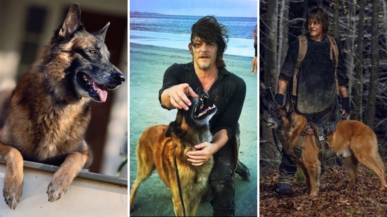 Norman Reedus Mourns Loss of His Canine Costar Seven From Walking Dead Series