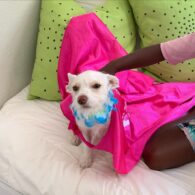 Shanola Hampton's pet Lulu