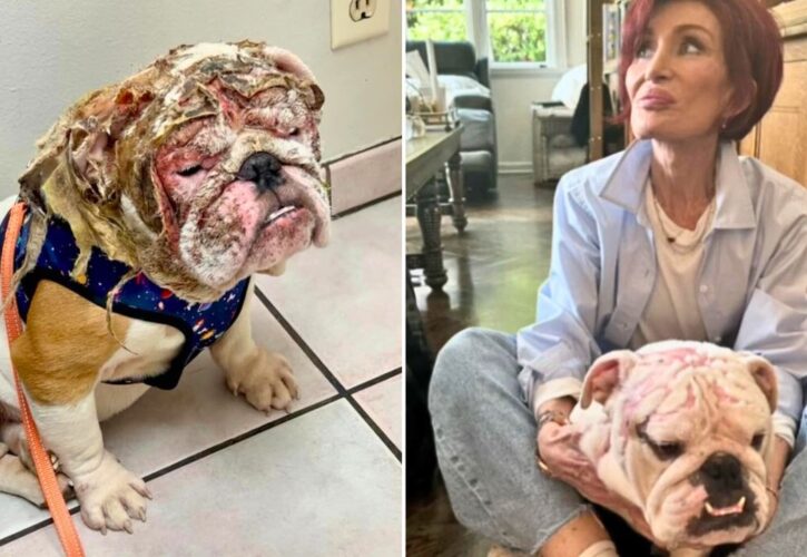The Osbourne Family Adopt a Severely Burned English Bulldog