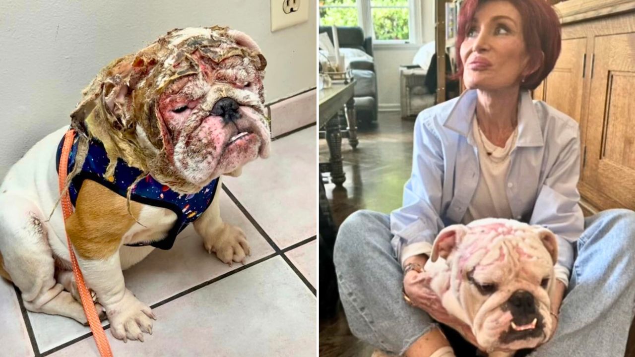 The Osbourne Family Adopt a Severely Burned English Bulldog