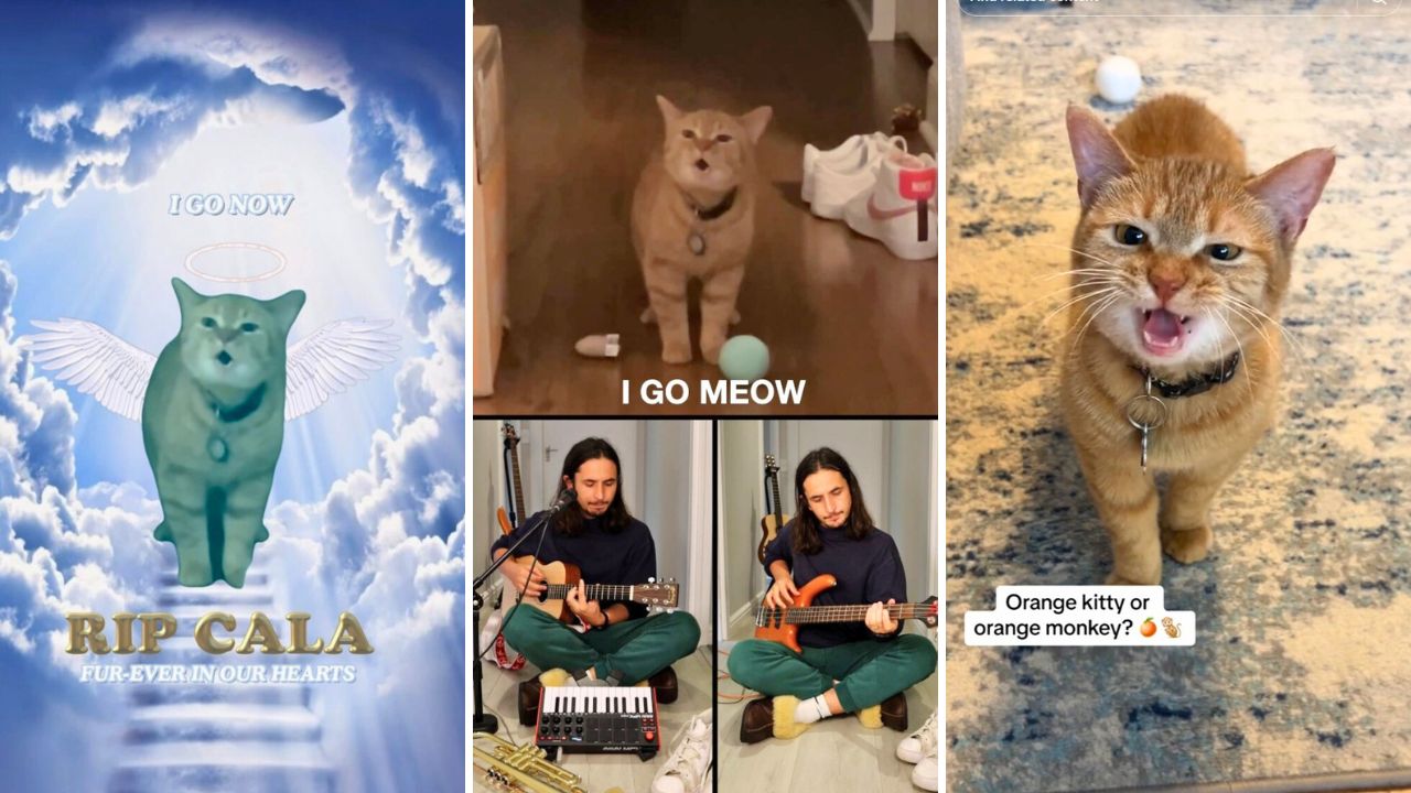Viral I Go Meow cat Cala Passed away and Her Musical Partner Kiffness Pays Tribute