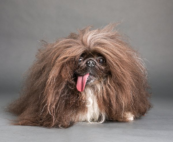 Wild Thang 2024 World's Ugliest Dog Contest 1st place winner