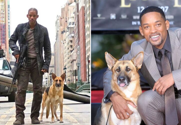 Will Smith Share How He Tried to Adopt Abbey the Dog, His ‘Brilliant Actress’ Costar From ‘I Am Legend'