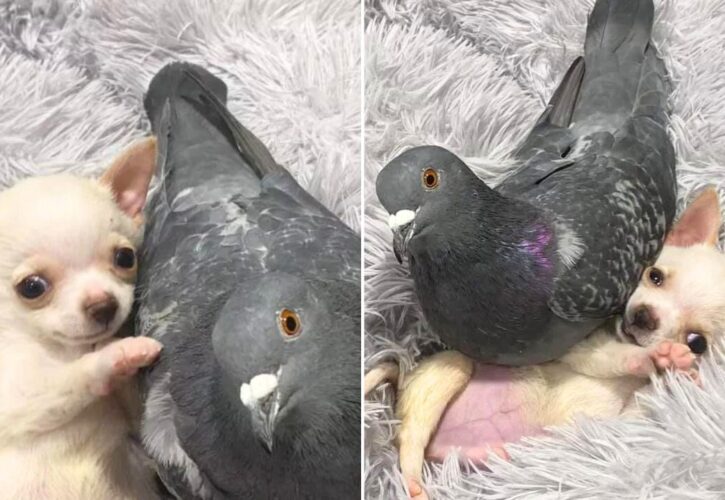 A Pigeon That Can’t Fly and a Puppy That Can’t Walk Became Best Friends