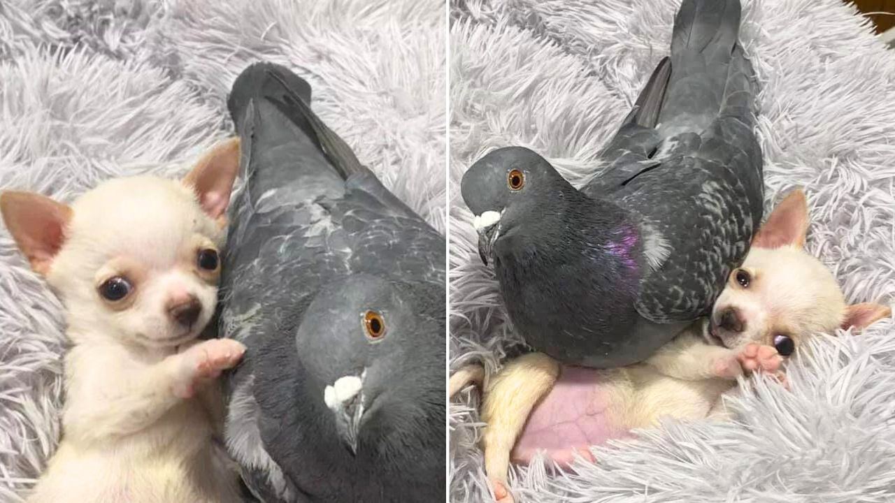 A Pigeon That Can’t Fly and a Puppy That Can’t Walk Became Best Friends