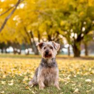 Adam McArthur's pet Cooper