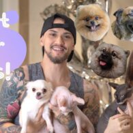 Billy Crawford's pet Rescue Cats and Dogs